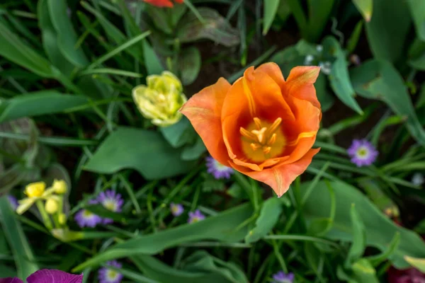 Netherlands Lisse Europe Close Flower — стоковое фото