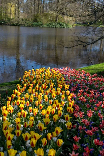 Цветочный Сад Нидерланды Европа Желтый Цветок Реке Заднем Плане — стоковое фото