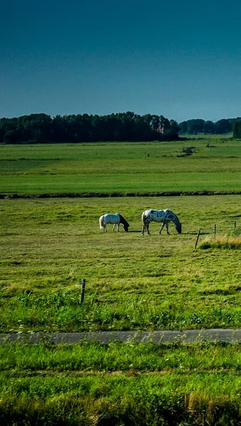 Países Bajos Holanda Meridional Caballo Mula Pastando Campo Europa — Foto de Stock