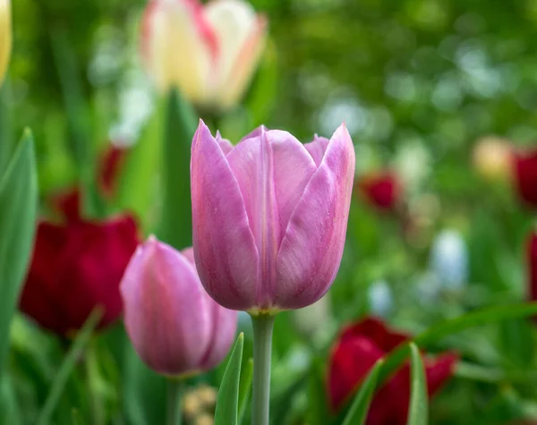 Pays Bas Lisse Europe Gros Plan Une Fleur — Photo