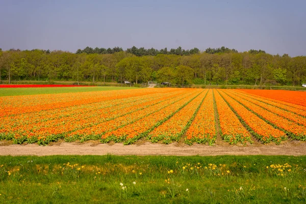 Países Bajos Lisse Europa Hokkaido Una Flor Amarilla Medio Campo — Foto de Stock