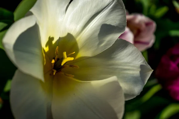 Netherlands Lisse Europe Close Yellow Flower — Stock Photo, Image