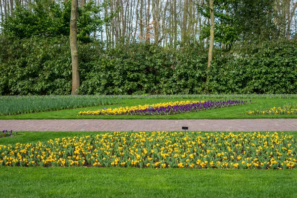 Çiçek Bahçesi Hollanda Avrupa Tarlanın Ortasında Sarı Bir Çiçek — Stok fotoğraf