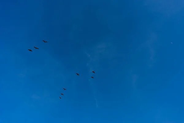 Países Baixos Wetlands Maarken Europa Grupo Pessoas Voando Papagaios Céu — Fotografia de Stock