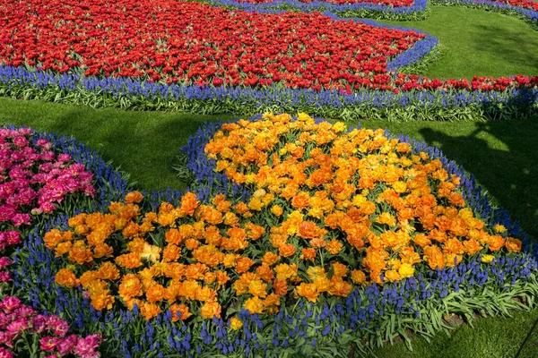 Hollanda Lisse Avrupa Yellow Çekleri Garden — Stok fotoğraf