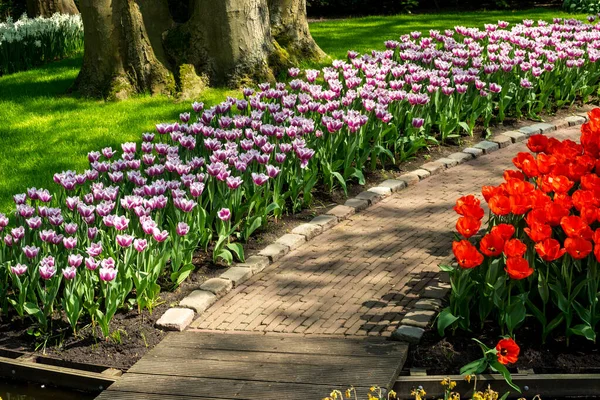 Holanda Lisse Europa Close Jardim Flores — Fotografia de Stock