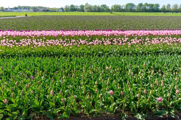 Holandia Lisse Europa Zobacz Wiadomości Planów Kwiatów Dziedzinie — Zdjęcie stockowe