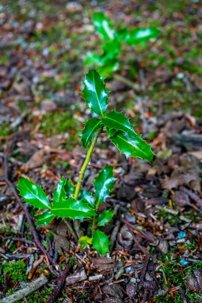 Planta Con Hojas Puntiagudas Haagse Bos Bosque Haya Países Bajos —  Fotos de Stock