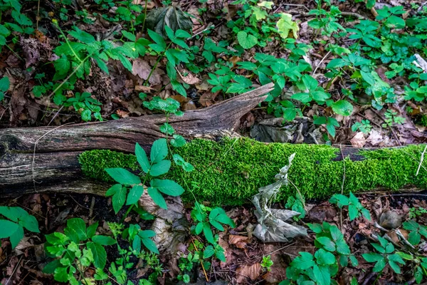 Mossa Växer Stock Trä Haagse Bos Skog Haag Nederländerna Europa — Stockfoto