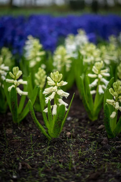 Flower Garden Ολλανδία Ευρώπη Ένα Κοντινό Πλάνο Ενός Κήπου Λουλουδιών — Φωτογραφία Αρχείου