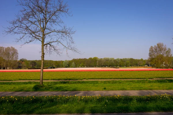Нидерланды Лиссе Европа Самолет Сидящий Покрытом Травой Поле — стоковое фото