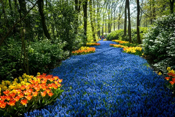 Países Bajos Lisse Europa Vista Las Flores Jardín — Foto de Stock