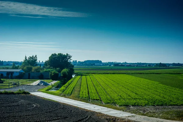 Hollanda Güney Hollanda Avrupa Uzun Yeşil Çimenler — Stok fotoğraf