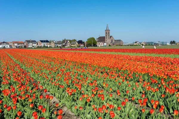 Lisse Hollandia 2018 Május Zöld Tulipánmezőre Néző Templom — Stock Fotó