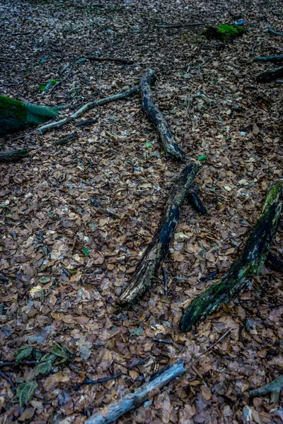 Tronco Madeira Caído Chão Haagse Bos Floresta Haia Holanda Europa — Fotografia de Stock