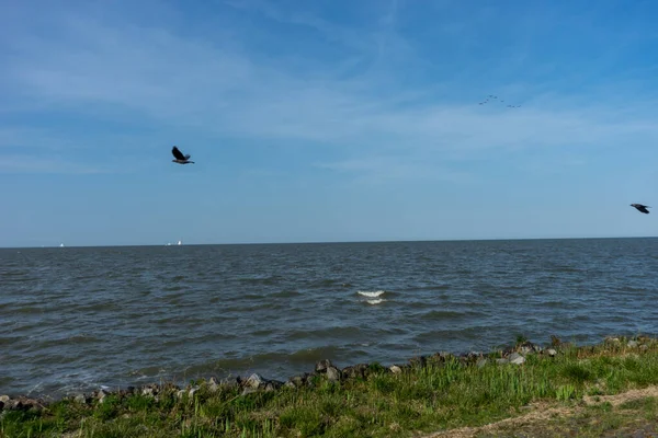 Países Baixos Wetlands Maarken Europa Pássaro Voando Sobre Corpo Água — Fotografia de Stock