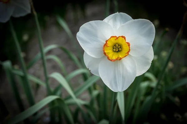 Niederlande Lisse Europa Eine Weiße Blume Auf Einer Pflanze — Stockfoto