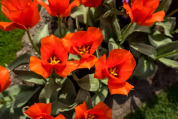Hollandia Lisse Európa Egy Virág Közelsége — Stock Fotó