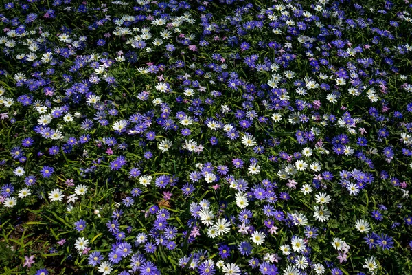 Pays Bas Lisse Europe Cadre Complet Des Plantes Fleurs Purples — Photo