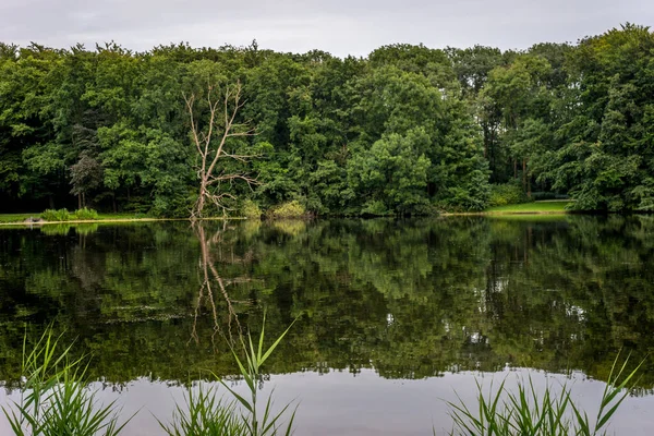 Lago Plácido Haagse Bos Bosque Haya Países Bajos Europa — Foto de Stock