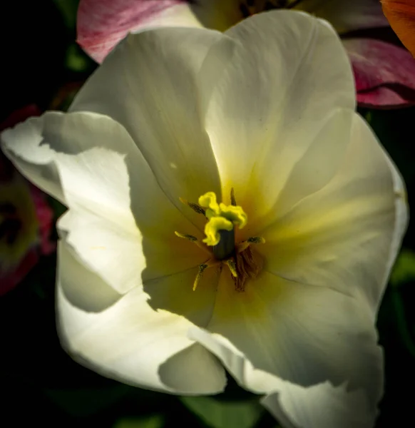 オランダ リスト ヨーロッパ 黄色の花 — ストック写真