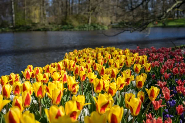 欧洲的花园 一朵红黄相间的花 — 图库照片