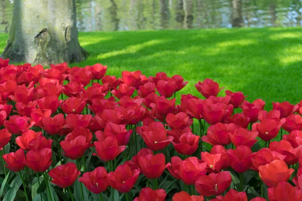 Niederlande Lisse Europa Eine Rote Blume Auf Einem Feld — Stockfoto