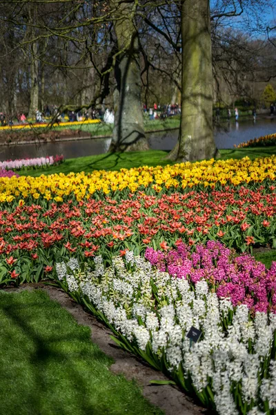 Flower Garden Paesi Bassi Europa Primo Piano Giardino Fiorito — Foto Stock