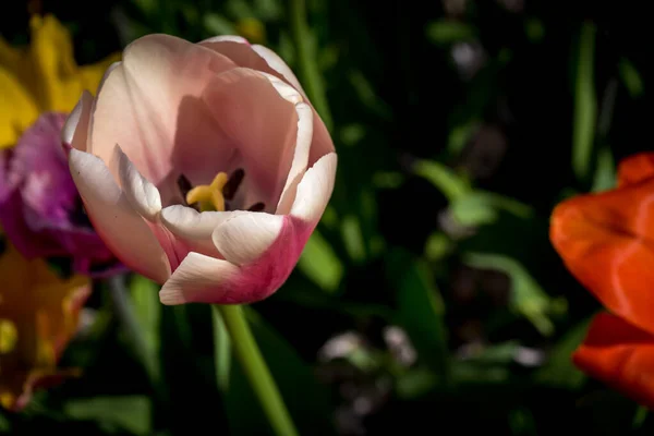 Нідерланди Ліс Європа Рожева Квітка Рослині — стокове фото
