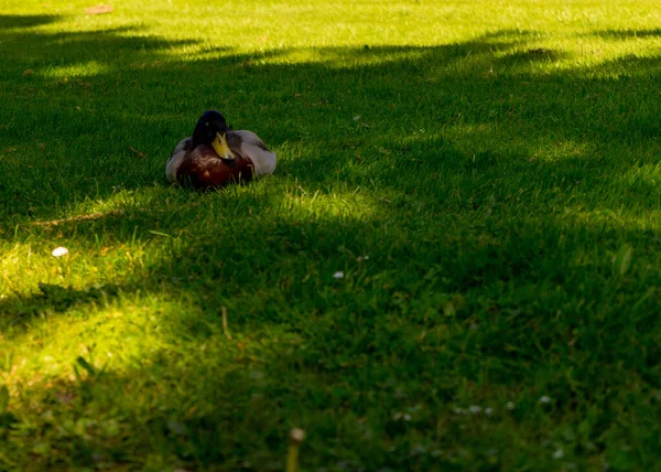 吉多恩 躺在绿草上的鸭子 — 图库照片