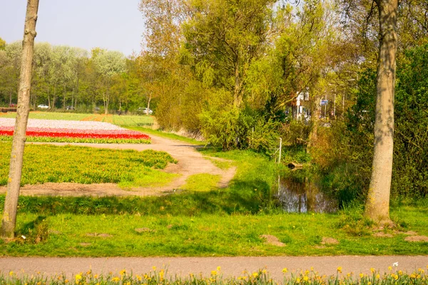 オランダ リスス ヨーロッパ 緑豊かな緑のフィールドの側に木のパス — ストック写真