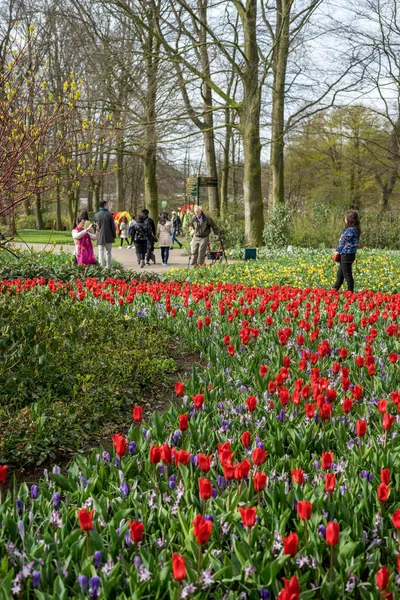 Jardín Flores Países Bajos Europa — Foto de Stock