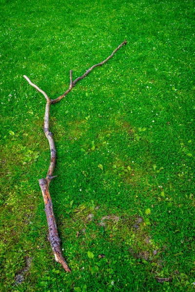 Trozo Madera Sobre Hierba Verde Haagse Bos Bosque Haya Países — Foto de Stock