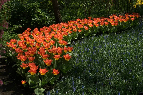 Paesi Bassi Lisse Europa Primo Piano Giardino Fiorito — Foto Stock