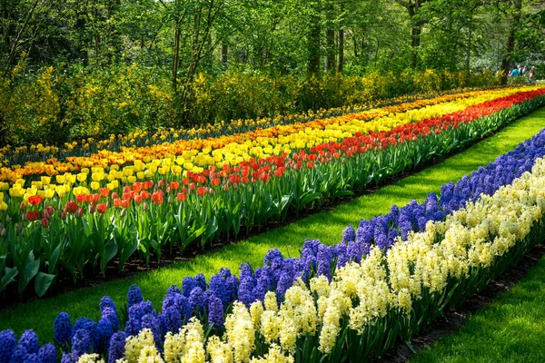 Holandia Lisse Europa Świeże Żółte Tulipany Ogrodzie — Zdjęcie stockowe