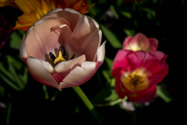 Niederlande Lisse Europa Eine Nahaufnahme Einer Gelben Blume — Stockfoto