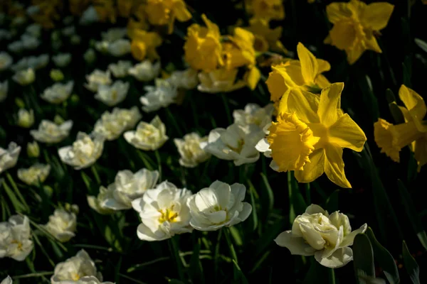 Netherlands Lisse Europe Close White Flowering Plants — стокове фото