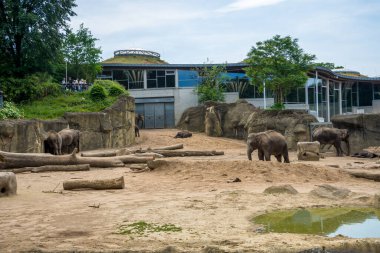 Köln, Almanya - 21 Mayıs 2018: Köln, Almanya 'daki Fillerin Zoo de Köln' den Ekran Görüntüsü