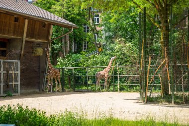 Köln, Almanya - 21 Mayıs 2018: Almanya 'nın Köln kentindeki Zürafa Hayvanat Bahçesi' nden Snapshot