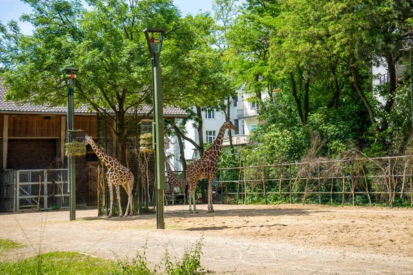 Cologne Allemagne Mai 2018 Photo Zoo Cologne Giraffe Cologne Allemagne — Photo