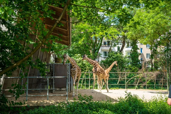 Köln Deutschland Mai 2018 Schnappschuss Aus Dem Kölner Zoo Von — Stockfoto