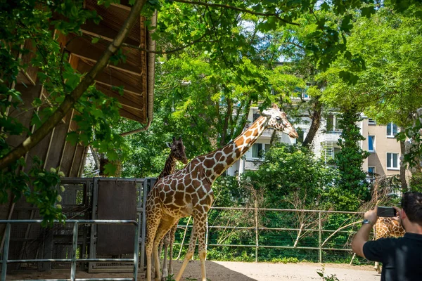 Köln Deutschland Mai 2018 Schnappschuss Aus Dem Kölner Zoo Von — Stockfoto