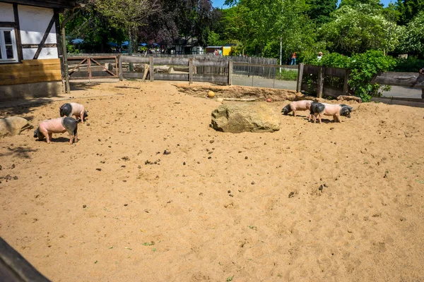Colonia Alemania Mayo 2018 Captura Pluma Cerdo Del Zoo Colonia — Foto de Stock