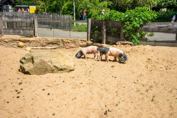 Colonia Alemania Mayo 2018 Captura Pluma Cerdo Del Zoo Colonia — Foto de Stock