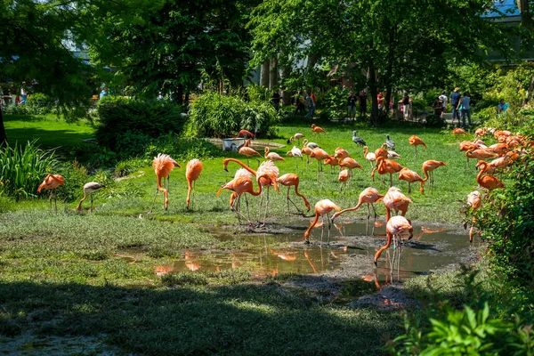 Colônia Alemanha Maio 2018 Instantâneo Zoo Colônia Crane Swarm Birds — Fotografia de Stock