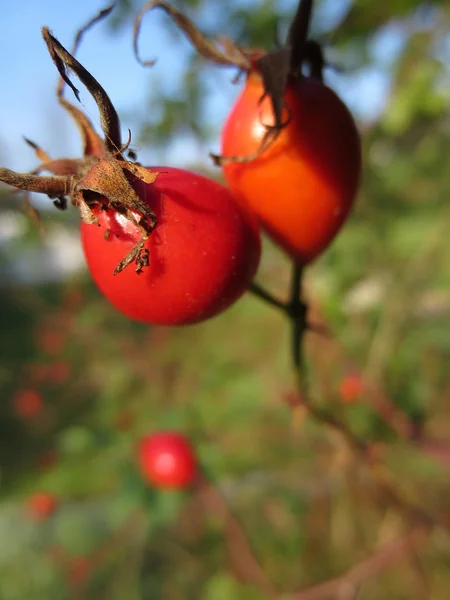 Rosas rojas — Foto de Stock