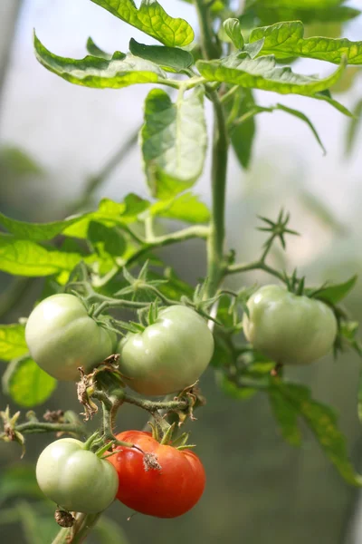 Bush with tomato — Stock Photo, Image