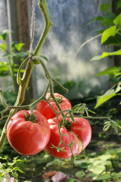 Bush with tomato — Stock Photo, Image