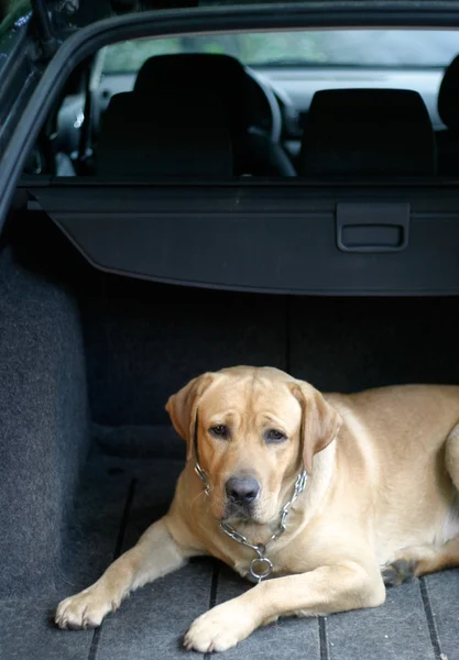 拉布拉多犬在车里 — 图库照片