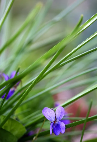 Garten Veilchen blüht üppig lila Blüten — Stockfoto